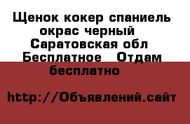 Щенок кокер-спаниель,окрас черный - Саратовская обл. Бесплатное » Отдам бесплатно   